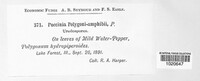 Uromyces polygoni-avicularis image